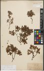 Foto von Salix starkeana Willd.